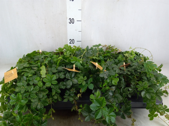 <h4>Parthenocissus  'Sugar Vine'</h4>
