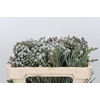 Kaaps Groen Silver Brunia