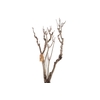 Syringa Branch Extra La Tour