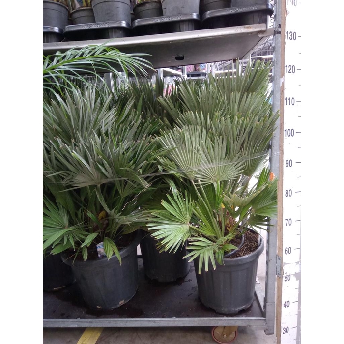 <h4>Chamaerops humilis</h4>