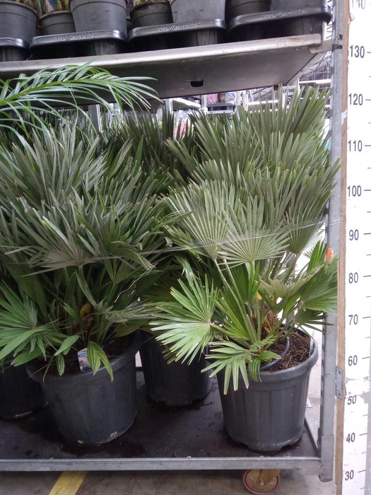 <h4>Chamaerops humilis</h4>
