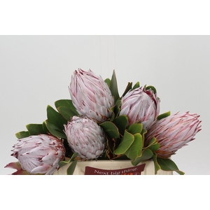 Protea Cynaroides