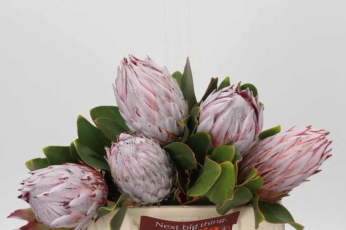 <h4>Protea Cynaroides</h4>