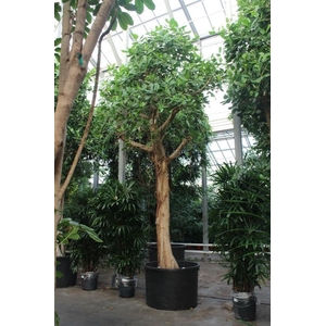 Ficus Benghalensis