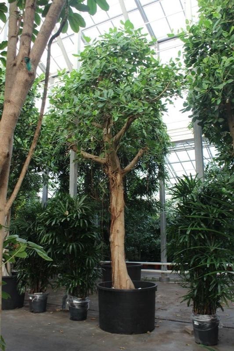 <h4>Ficus Benghalensis</h4>