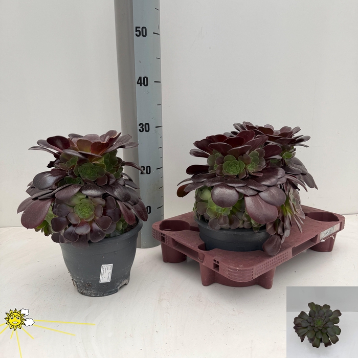 <h4>AEONIUM AB VELOURS</h4>
