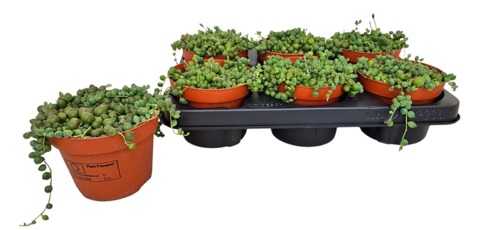 <h4>SENEC ROWLEYANUS</h4>