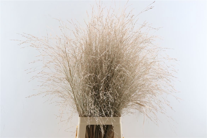 Siergras Panicum Kbh Zalm P Stem