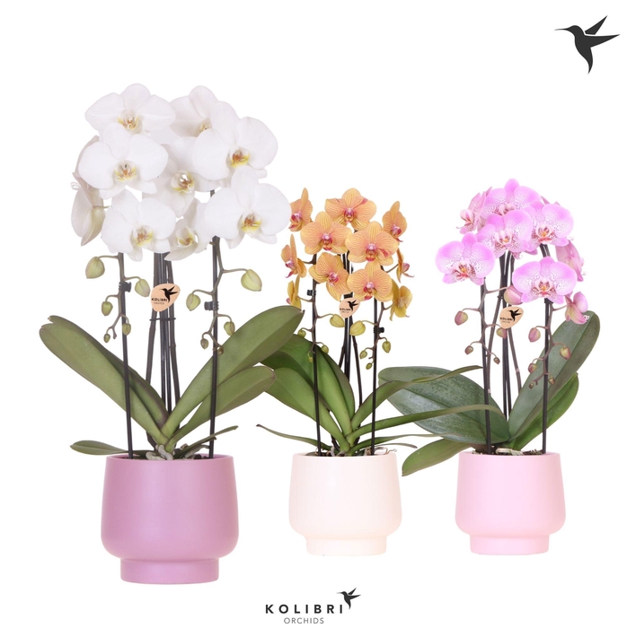 <h4>Kolibri Orchids Phalaenopsis Cascade Niagara Fall mix 2 spike in Scandic pot pink mix</h4>