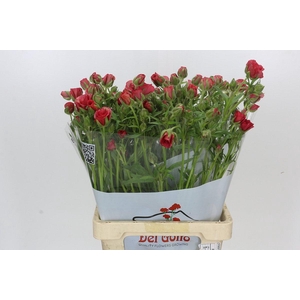 Ranunculus Moderna Allegria