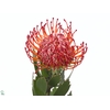 Nutans Rigoletto Red