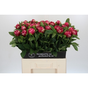 Paeonia Mary Jo Legare