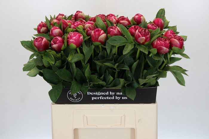 Paeonia Mary Jo Legare