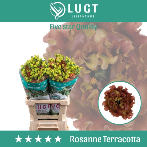 <h4>Lisianthus Rosanne Terracotta 996</h4>