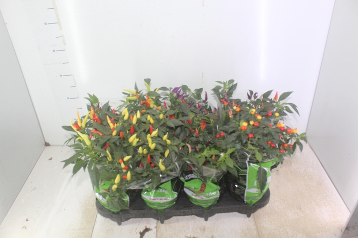 <h4>PIMENTA P14</h4>