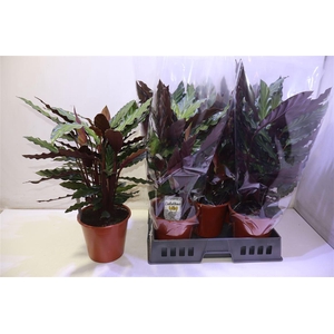 arr8 Calat Ruf Wavestar