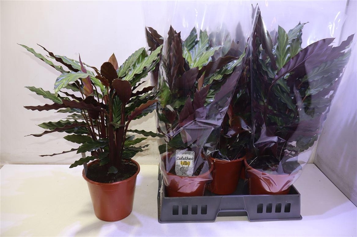 <h4>arr8 Calat Ruf Wavestar</h4>