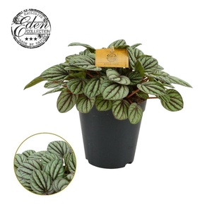 Peperomia Mistique 15cm