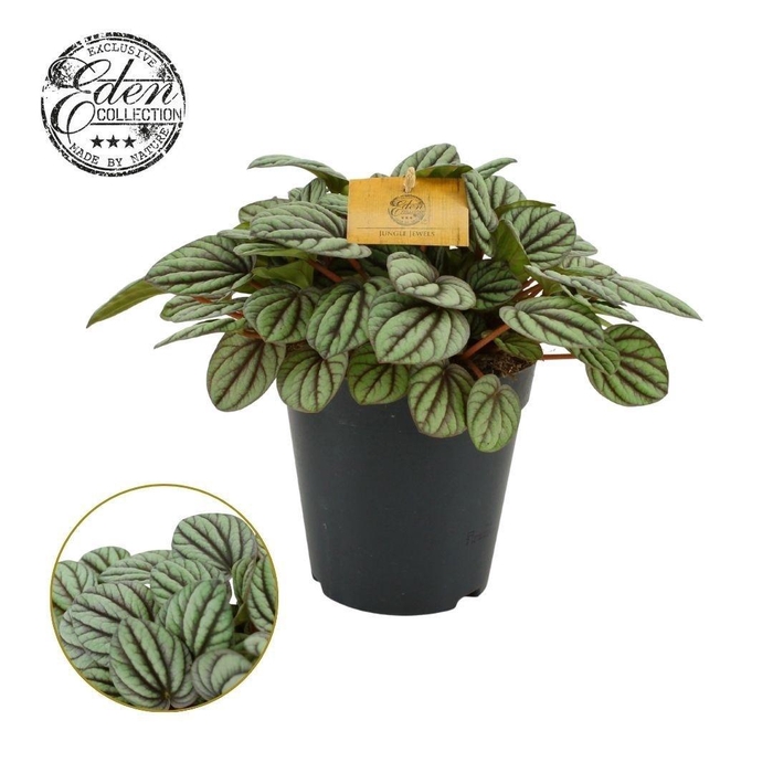 <h4>Peperomia Mistique 15cm</h4>