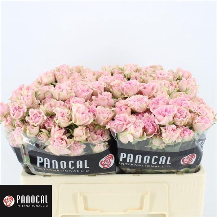 <h4>R TR SWEET FLOW</h4>