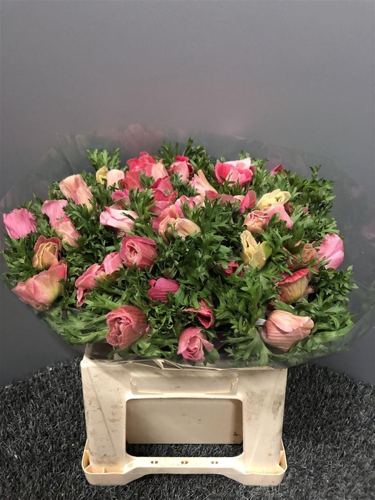 <h4>Anem Ex Pink</h4>