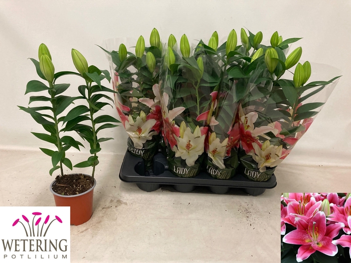 <h4>LIL OR SUNNY ROBYN</h4>