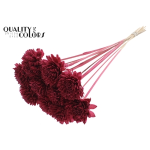 Shola Zinia 6cm on stem Burgundy