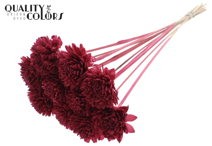 Shola Zinia 6cm on stem Burgundy