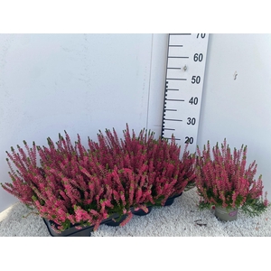 CALLU GA G FRANCA