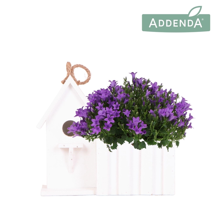 <h4>Campanula Addenda Ambella Intense purple in Birdhouse white</h4>