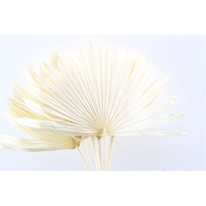 Dried Palm Sun 6pc Bleached Bunch