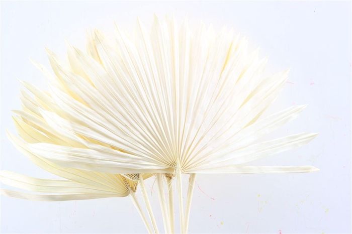 <h4>Dried Palm Sun 6pc Bleached Bunch</h4>