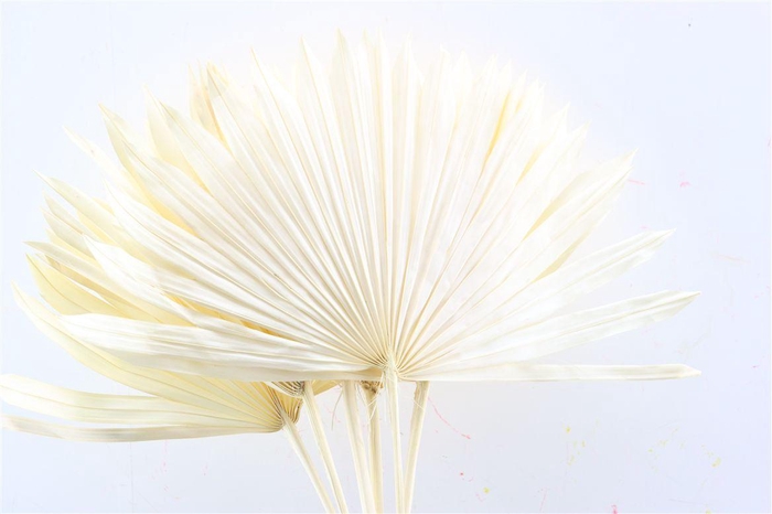 Dried Palm Sun 6pc Bleached Bunch