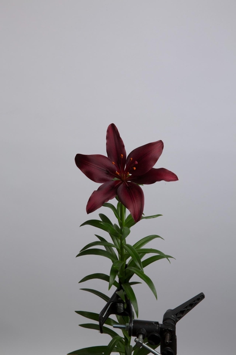 <h4>LI AS DARK SECRET</h4>