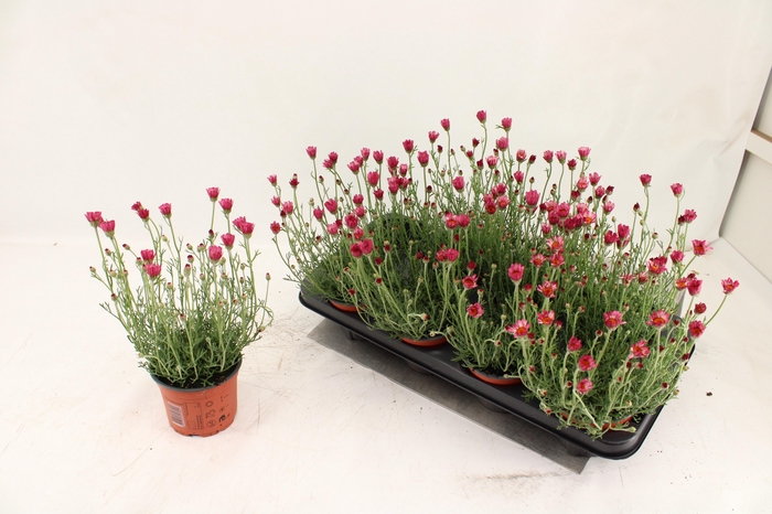 <h4>RHODAN H ZAGORA PINK</h4>