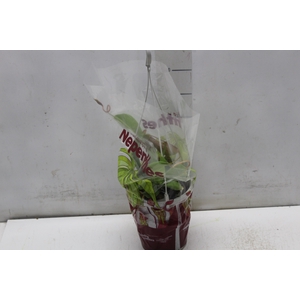 CARNIVORA NEPENTHES P12