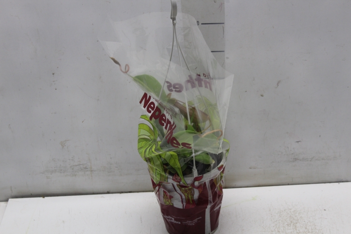 <h4>CARNIVORA NEPENTHES P12</h4>