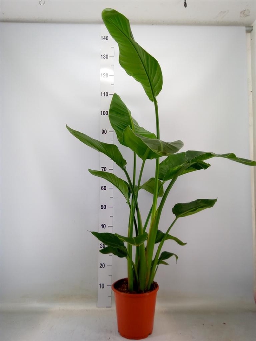 <h4>Strelitzia nicolai</h4>