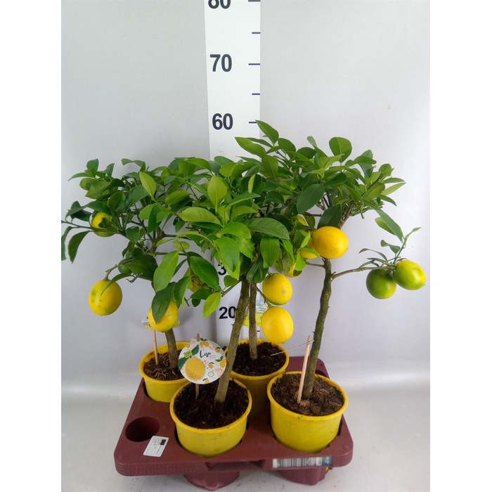 <h4>Citrus meyeri 'Meyer'</h4>