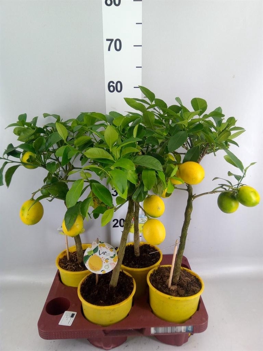 <h4>Citrus meyeri 'Meyer'</h4>