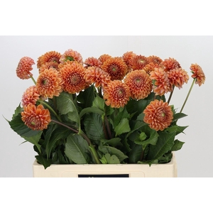Dahlia BA 'Cornel Bronze'