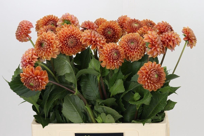 <h4>Dahlia BA 'Cornel Bronze'</h4>