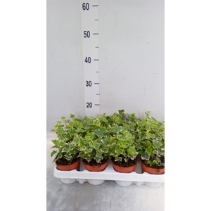 Hedera helix 'White Wonder'