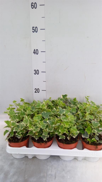 <h4>Hedera helix 'White Wonder'</h4>