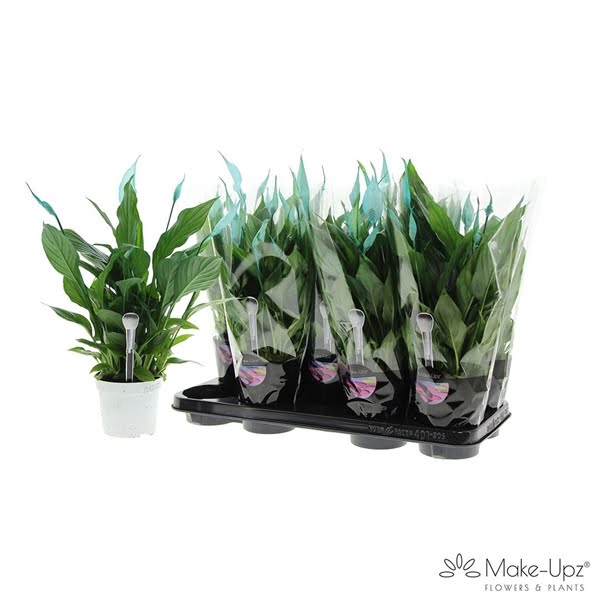 <h4>Spathiphyllum 13 cm Bellini Make Upz aqua</h4>