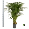 Dypsis Lutescens