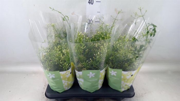 <h4>Jasminum polyanthum</h4>