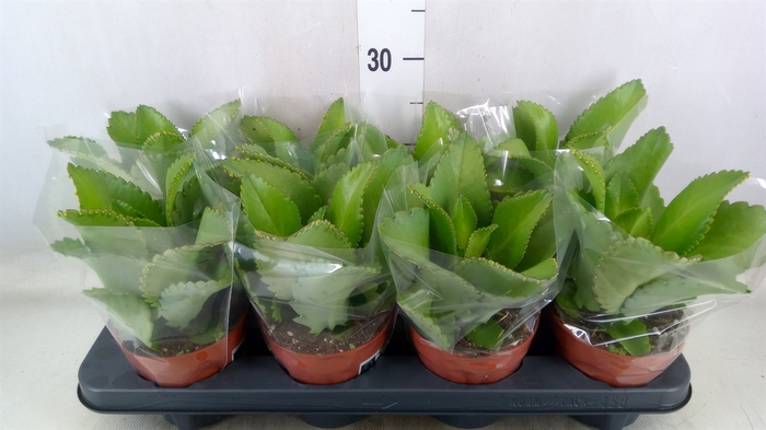 <h4>Kalanchoe NF daigremonti</h4>