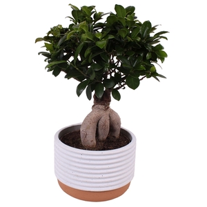 Ficus m. Ginseng ø18cm in ø20cm Crispy Clean Nº268