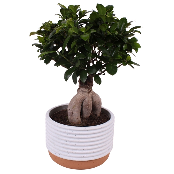 <h4>Ficus m. Ginseng ø18cm in ø20cm Crispy Clean Nº268</h4>